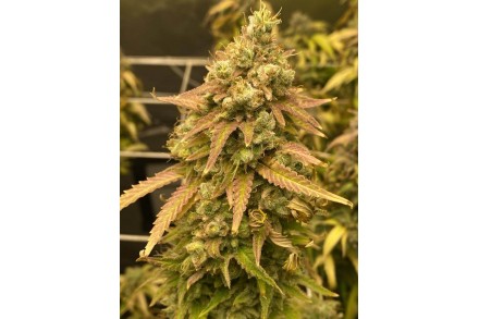 Skywalker Og Feminised by BullySeeds