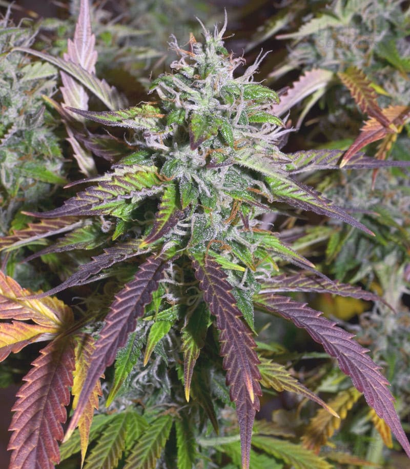 Banana Blaze Auto by BullySeeds cannabis seeds Banana Blaze Auto by BullySeeds