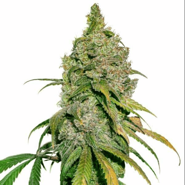 Deimos Auto by BullySeeds cannabis seeds Deimos Auto by BullySeeds
