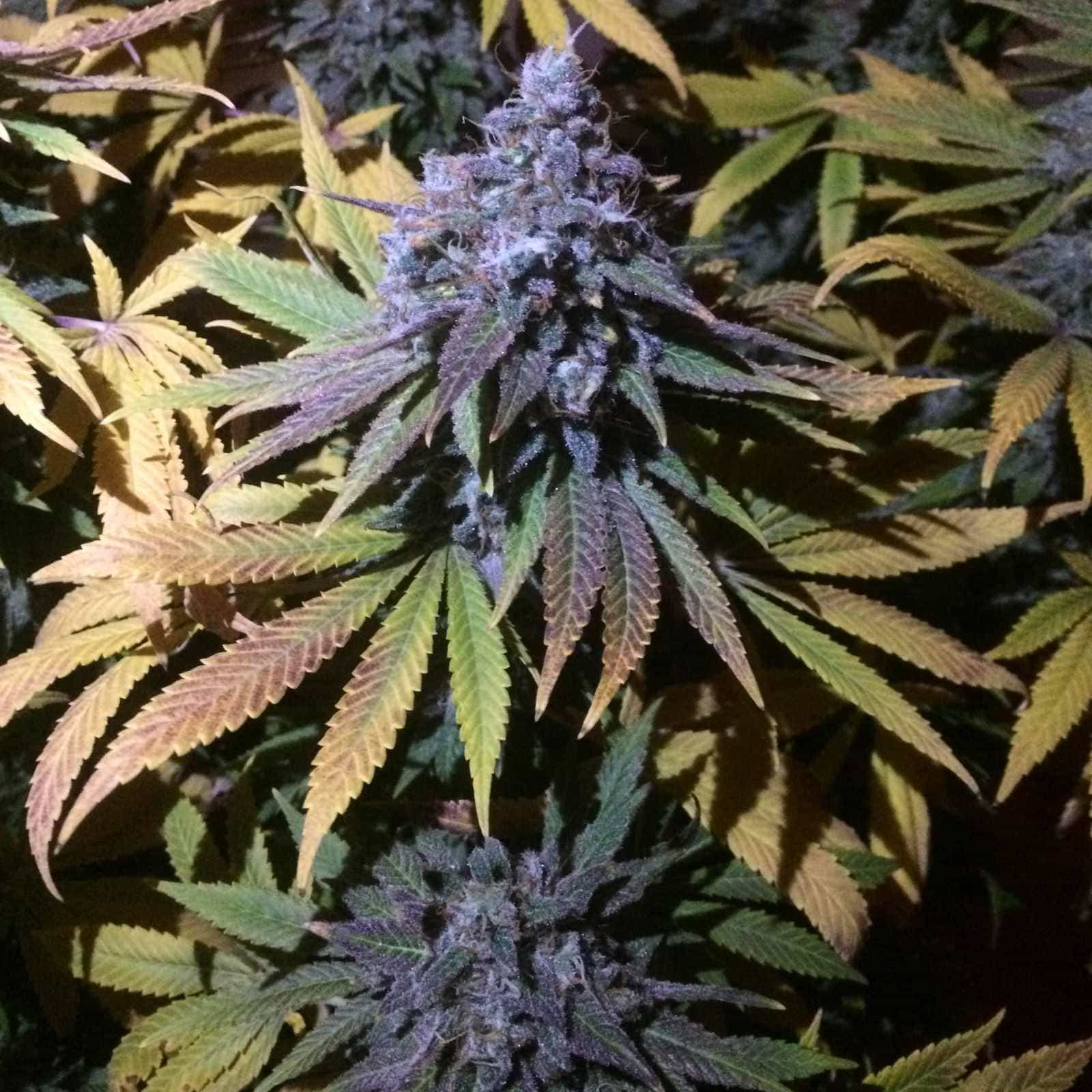Granddaddy Purple Auto by BullySeeds cannabis seeds Granddaddy Purple Auto by BullySeeds