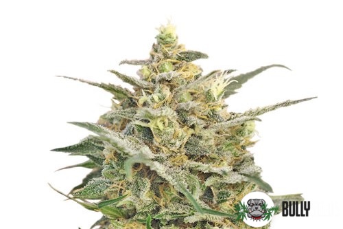 8 Miles High cannabis seeds 8 Miles High