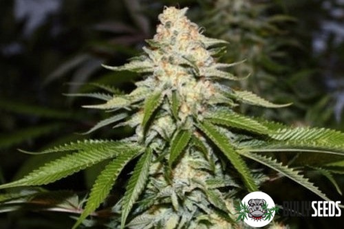 Afghan Kush Feminised cannabis seeds Afghan Kush Feminised