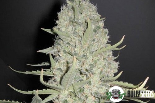 Amnesia Feminised cannabis seeds Amnesia Feminised