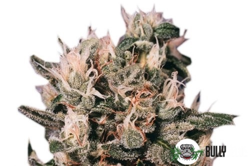 Auto Euforia Feminised cannabis seeds Auto Euforia Feminised