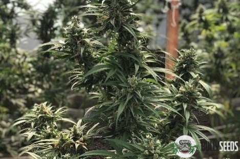 Auto Bishkek Feminised cannabis seeds Auto Bishkek Feminised