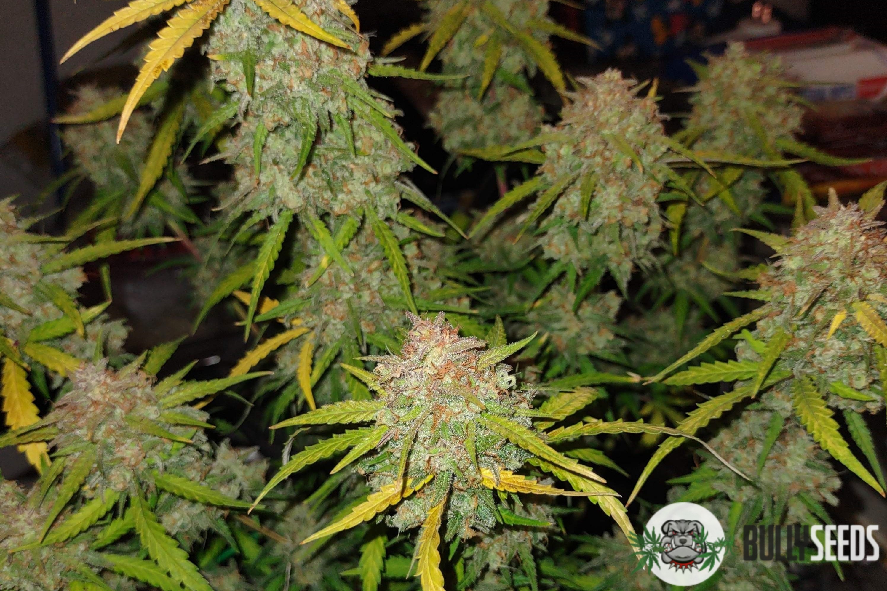 Auto Gorilla Cookies Feminised cannabis seeds Auto Gorilla Cookies Feminised