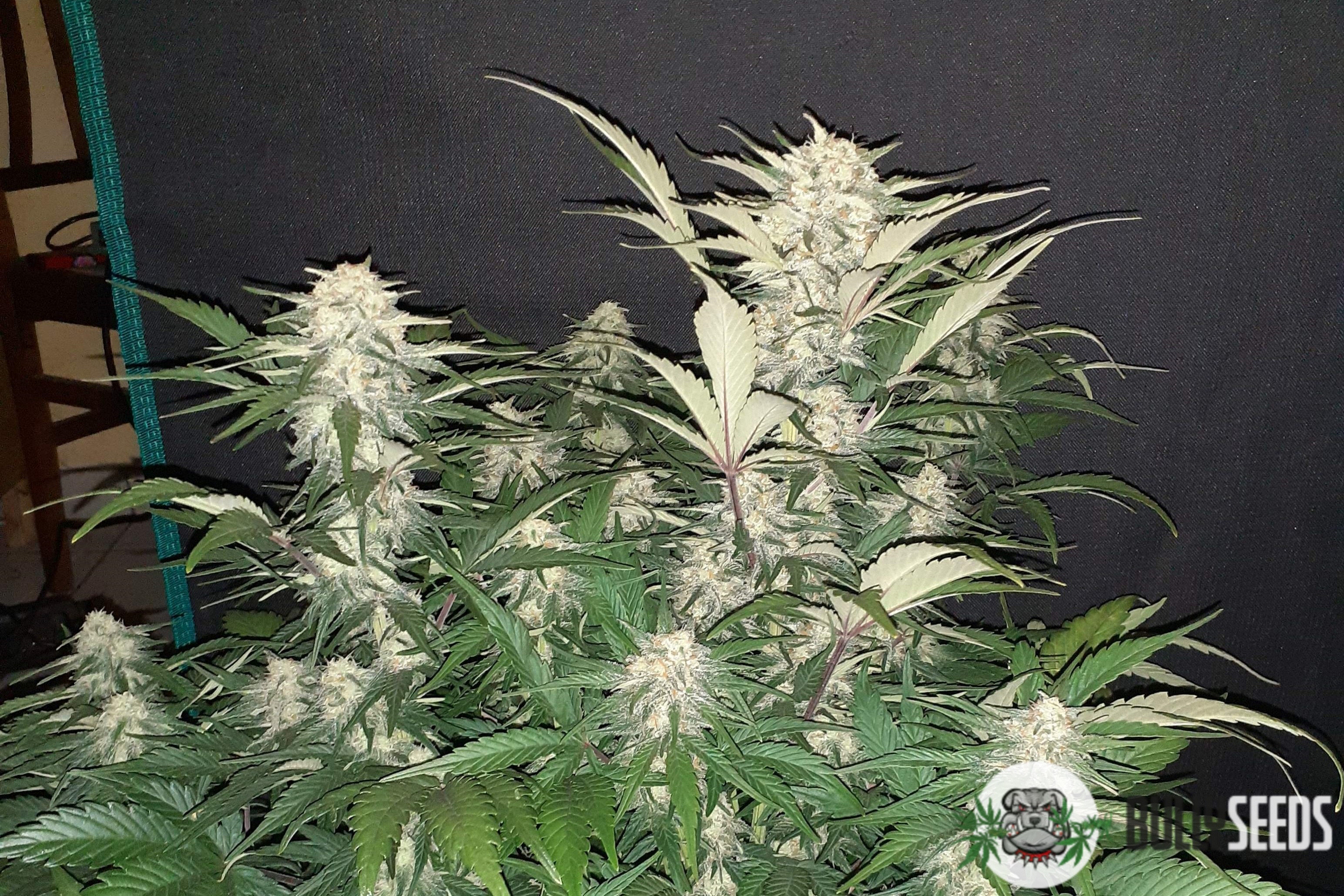 Auto Opium Feminised cannabis seeds Auto Opium Feminised