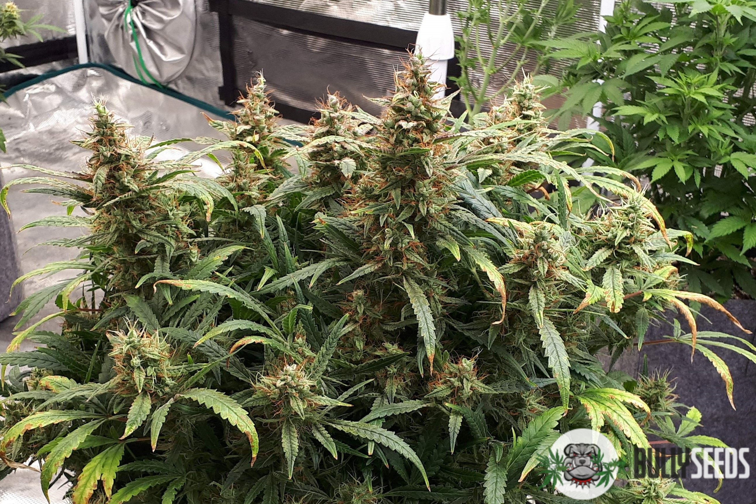Auto Orange Sherbet Feminised cannabis seeds Auto Orange Sherbet Feminised