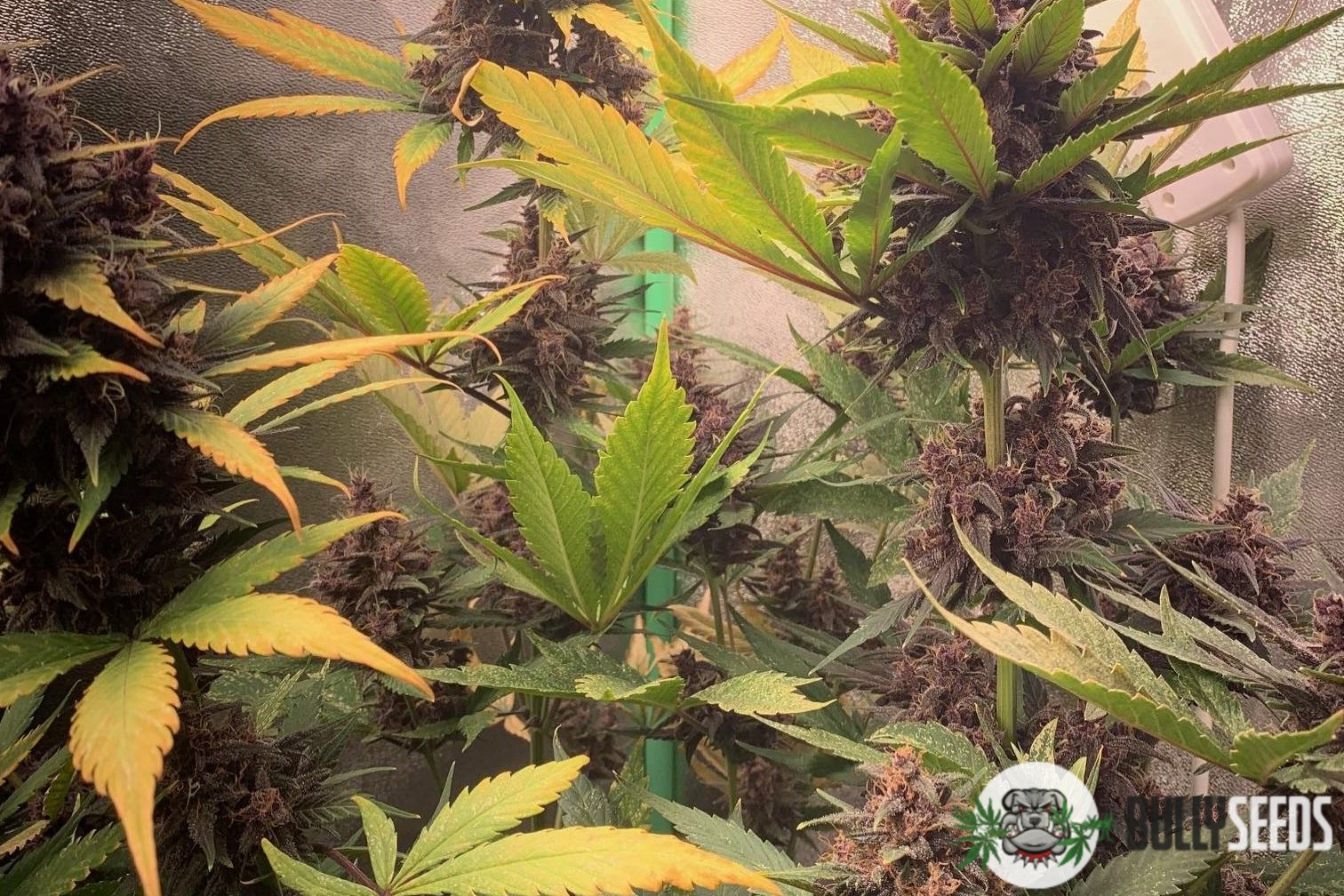 Auto Purple Lemonade Feminised cannabis seeds Auto Purple Lemonade Feminised