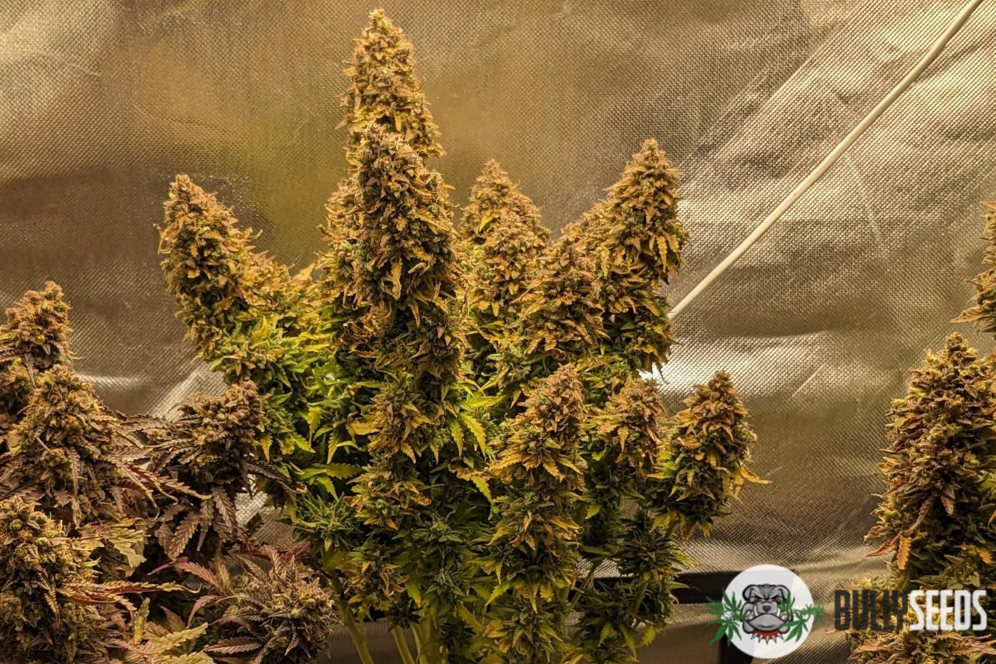 Auto Zkittlez Feminised cannabis seeds Auto Zkittlez Feminised