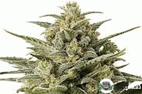 Auto Haze Xxl Feminised cannabis seeds Auto Haze Xxl Feminised