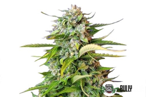 Auto Jack 47 cannabis seeds Auto Jack 47