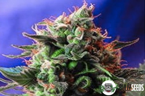 Auto Jack 47 Feminised cannabis seeds Auto Jack 47 Feminised