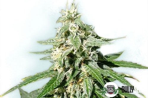 Auto Jack Herer cannabis seeds Auto Jack Herer