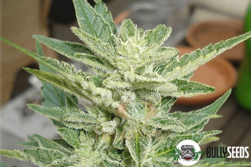 Auto Lemon Skunk cannabis seeds Auto Lemon Skunk