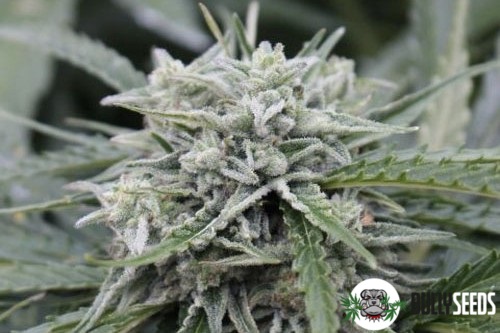 Auto Nl cannabis seeds Auto Nl