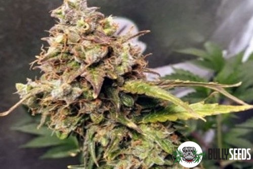 Auto Nl Feminised cannabis seeds Auto Nl Feminised
