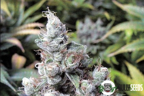 Auto Nyc Diesel Feminised cannabis seeds Auto Nyc Diesel Feminised