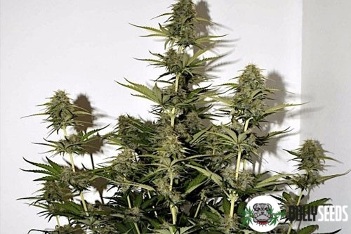 Auto Power Plant cannabis seeds Auto Power Plant