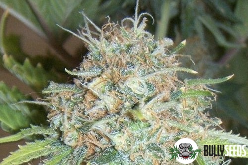 Auto Power Plant Feminised cannabis seeds Auto Power Plant Feminised