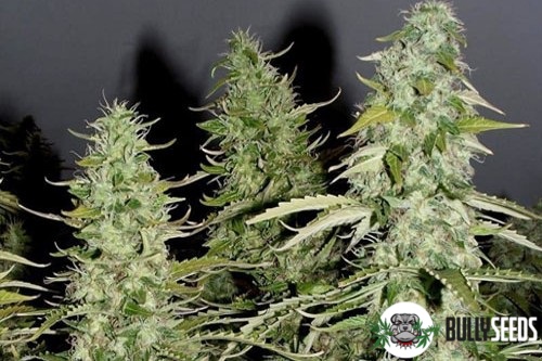 Auto White Widow cannabis seeds Auto White Widow