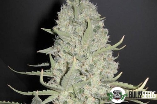 Auto White Widow Feminised cannabis seeds Auto White Widow Feminised