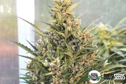 Auto Xtreme cannabis seeds Auto Xtreme