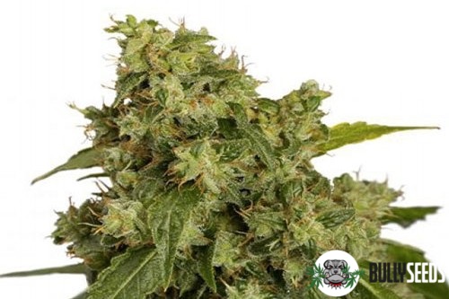 Auto Xtreme Feminised cannabis seeds Auto Xtreme Feminised