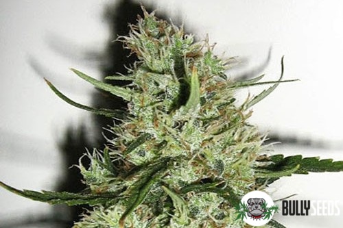 Beyond The Brain Feminised cannabis seeds Beyond The Brain Feminised