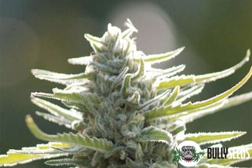 Colombian Gold Feminised cannabis seeds Colombian Gold Feminised