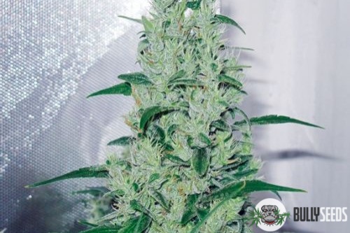 Ala To Feminised cannabis seeds Ala To Feminised