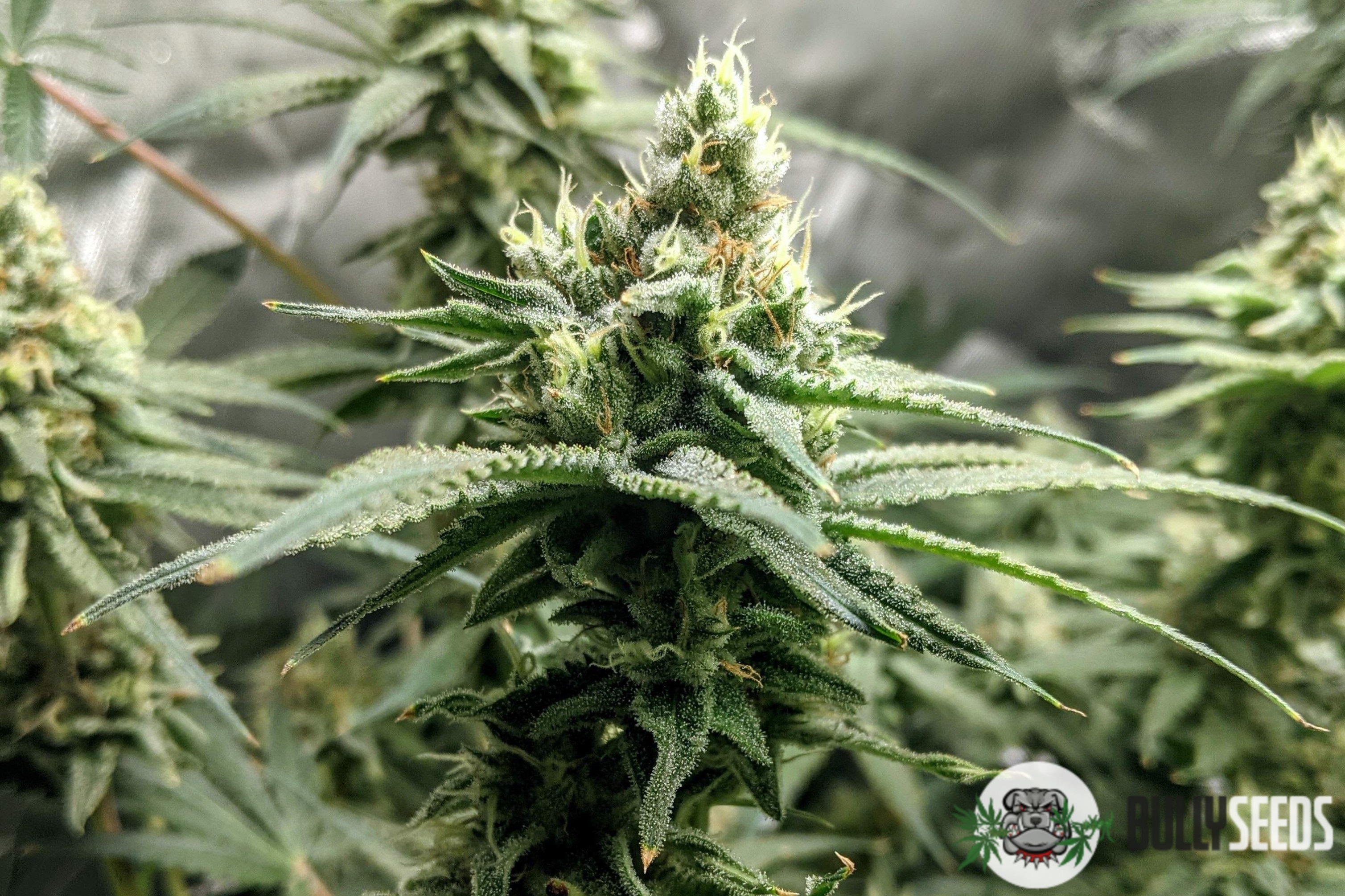Amnesia Lemon Feminised cannabis seeds Amnesia Lemon Feminised