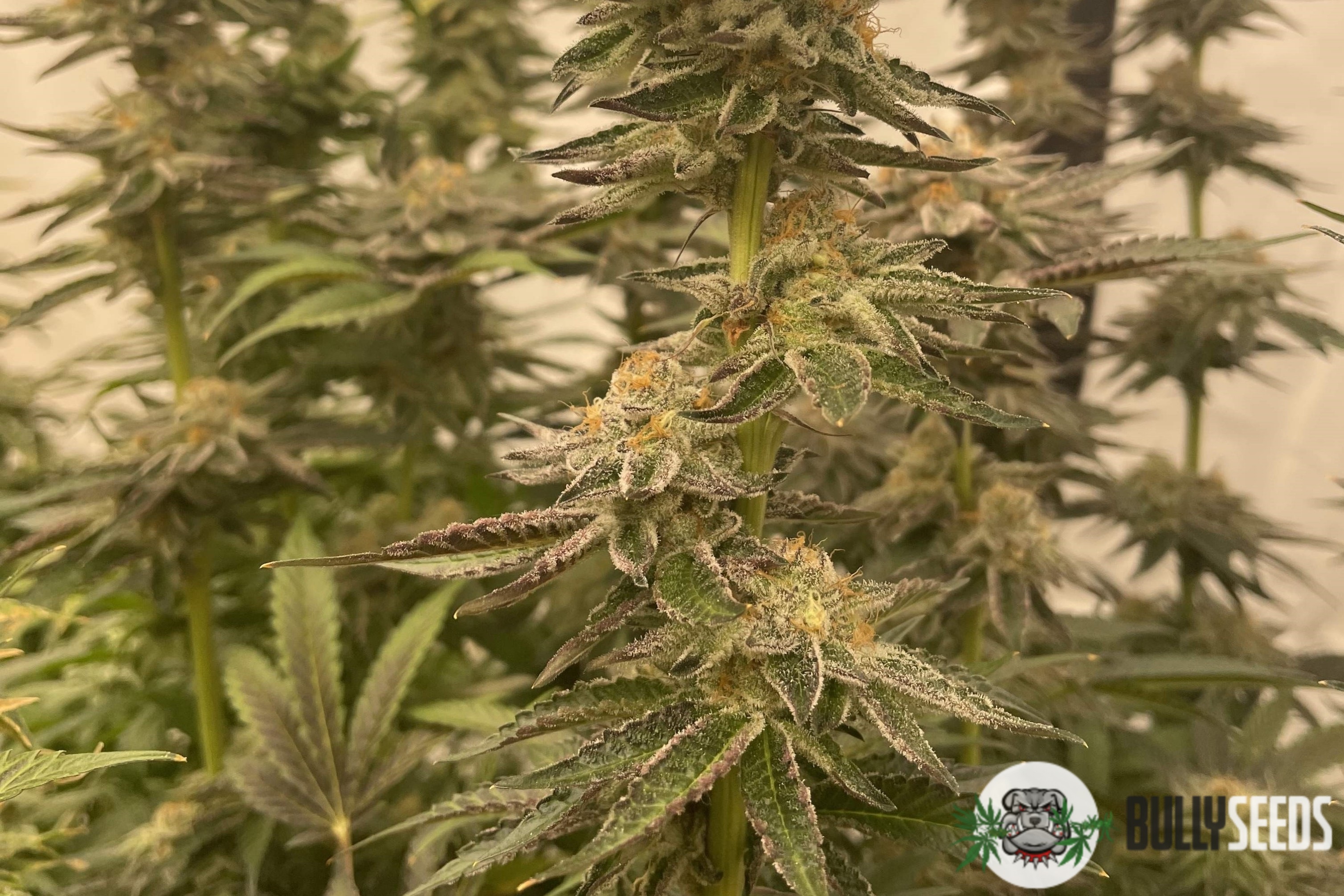 Biscotti Mintz Feminised cannabis seeds Biscotti Mintz Feminised