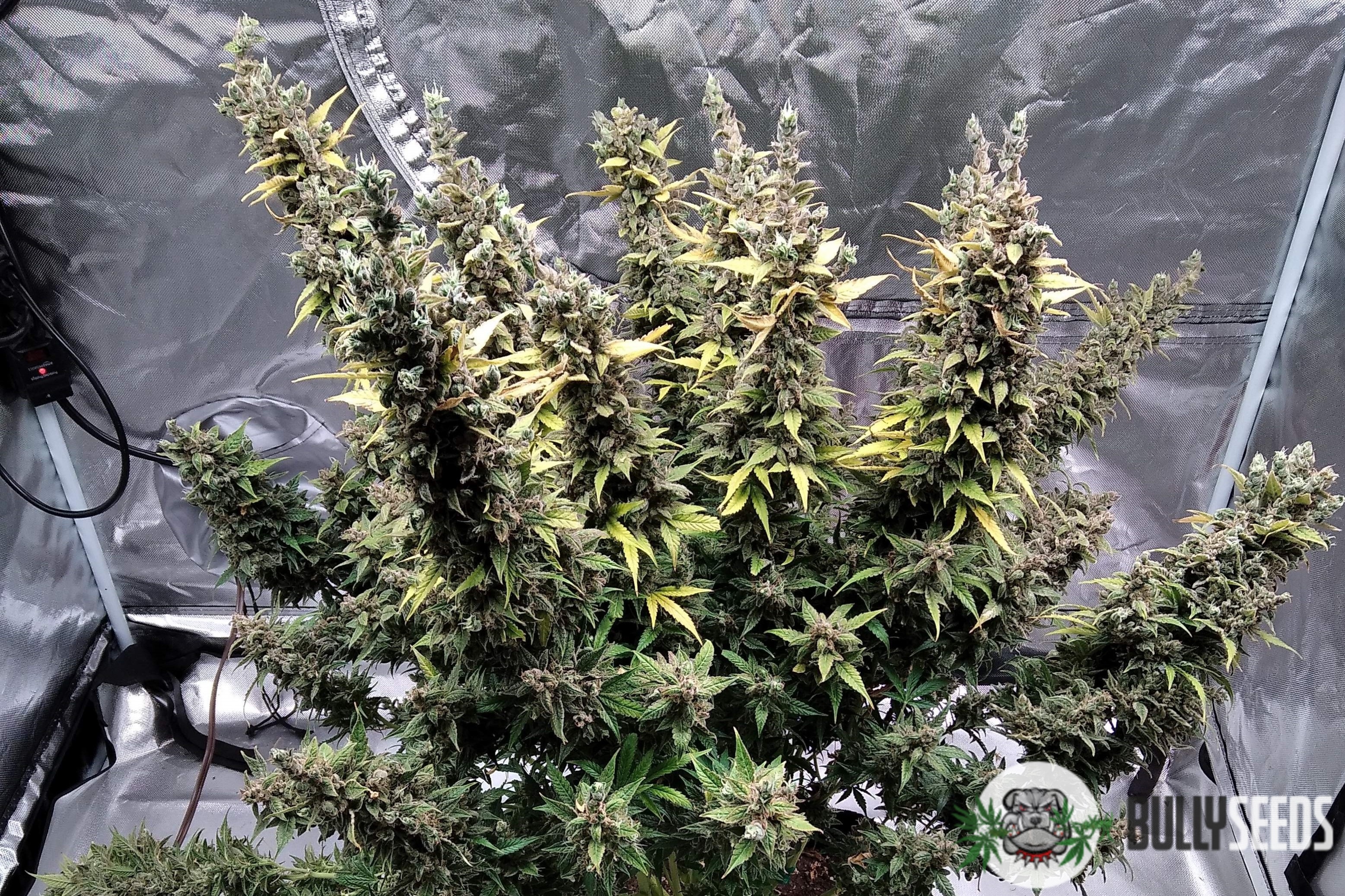Californian Snow Feminised cannabis seeds Californian Snow Feminised