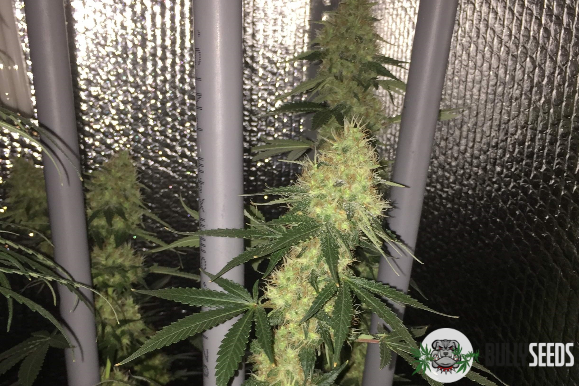 Chemdawg Feminised cannabis seeds Chemdawg Feminised