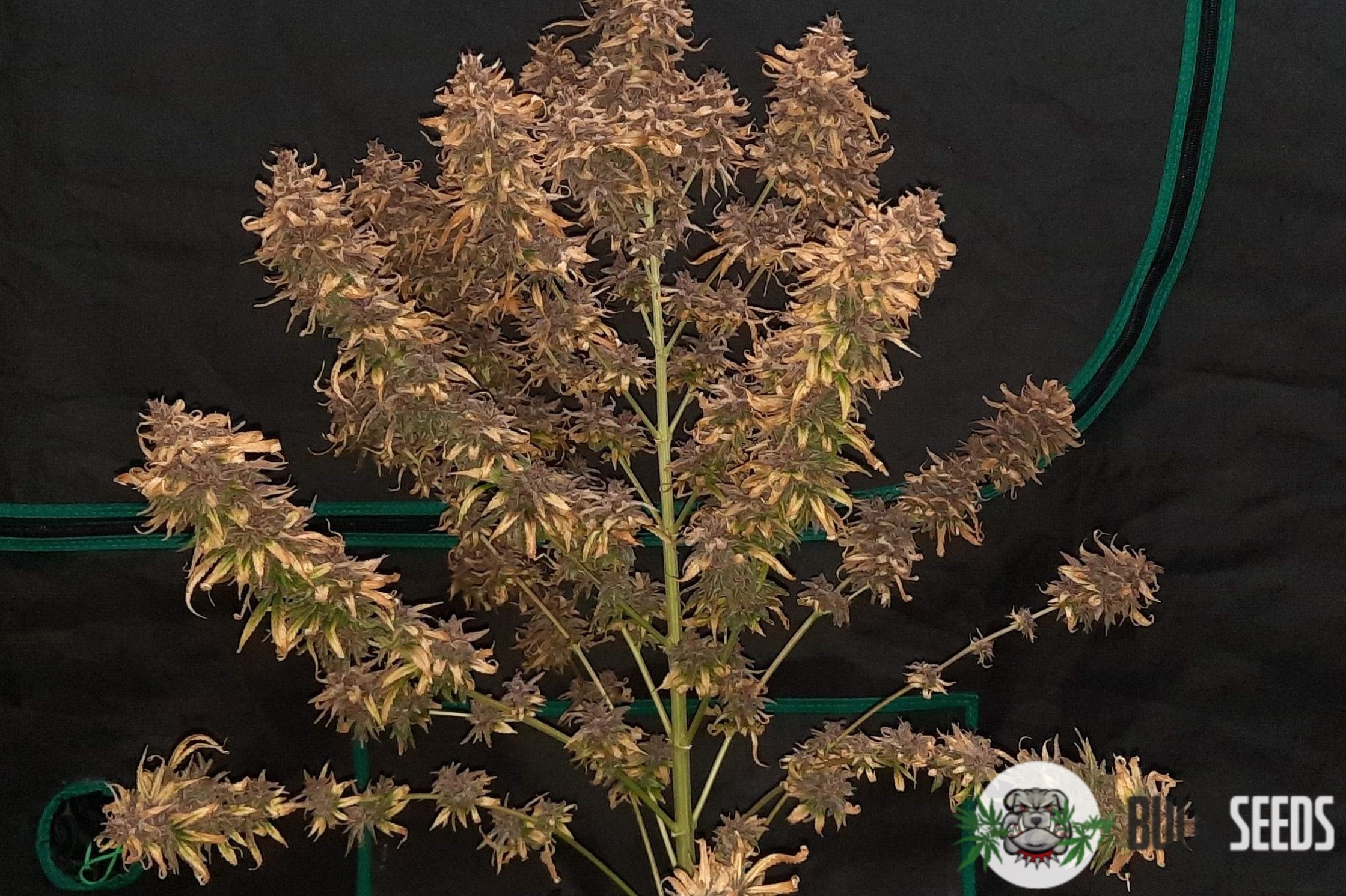 Divine Indica Feminised cannabis seeds Divine Indica Feminised