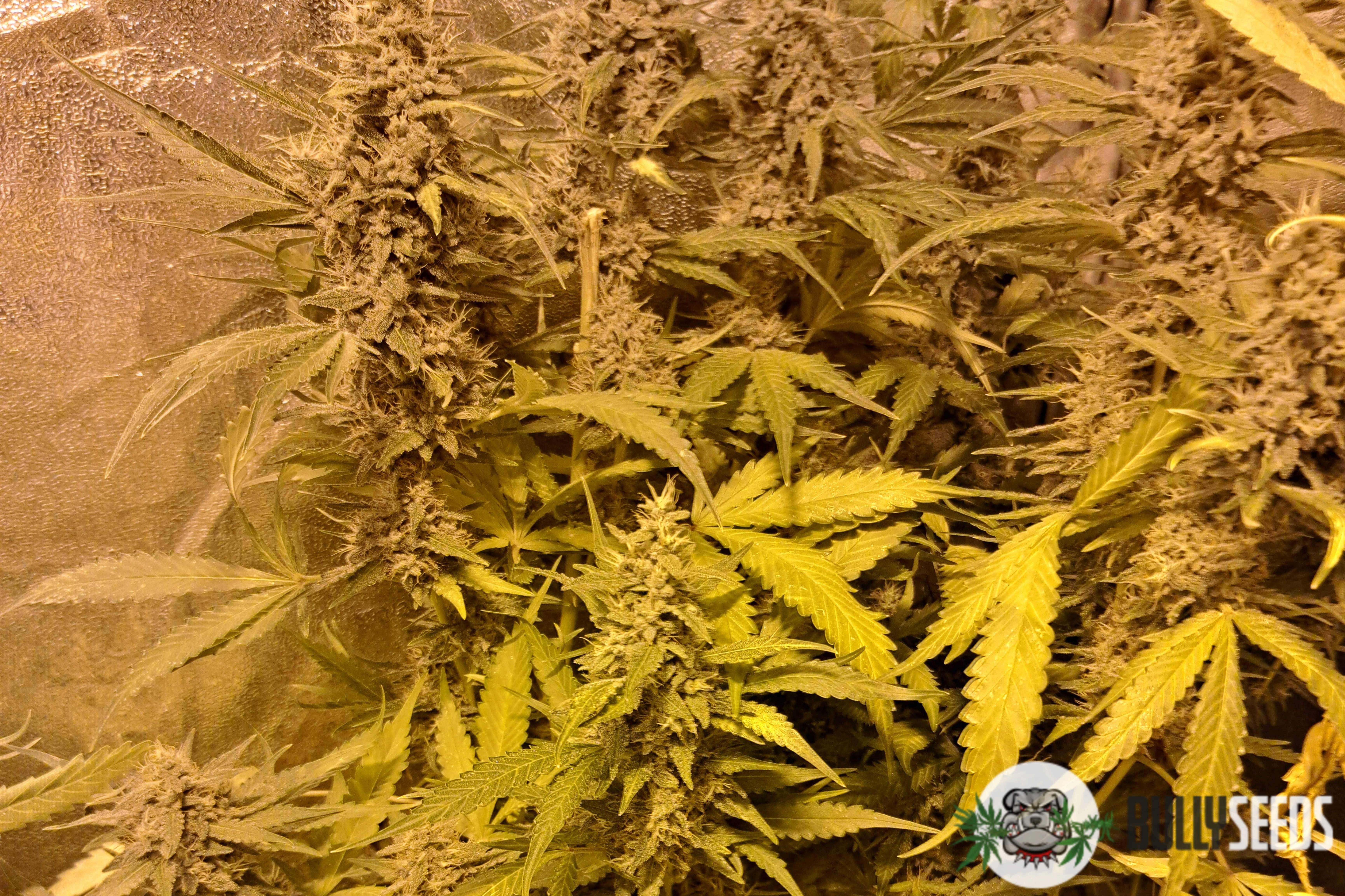 Dos Si Dos Feminised cannabis seeds Dos Si Dos Feminised