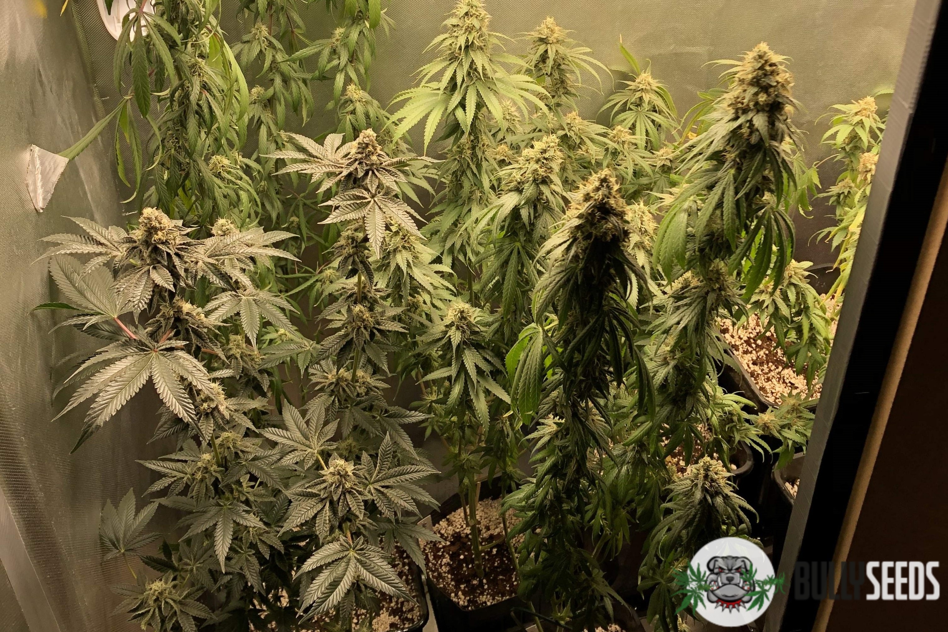 Fat Banana Feminised cannabis seeds Fat Banana Feminised