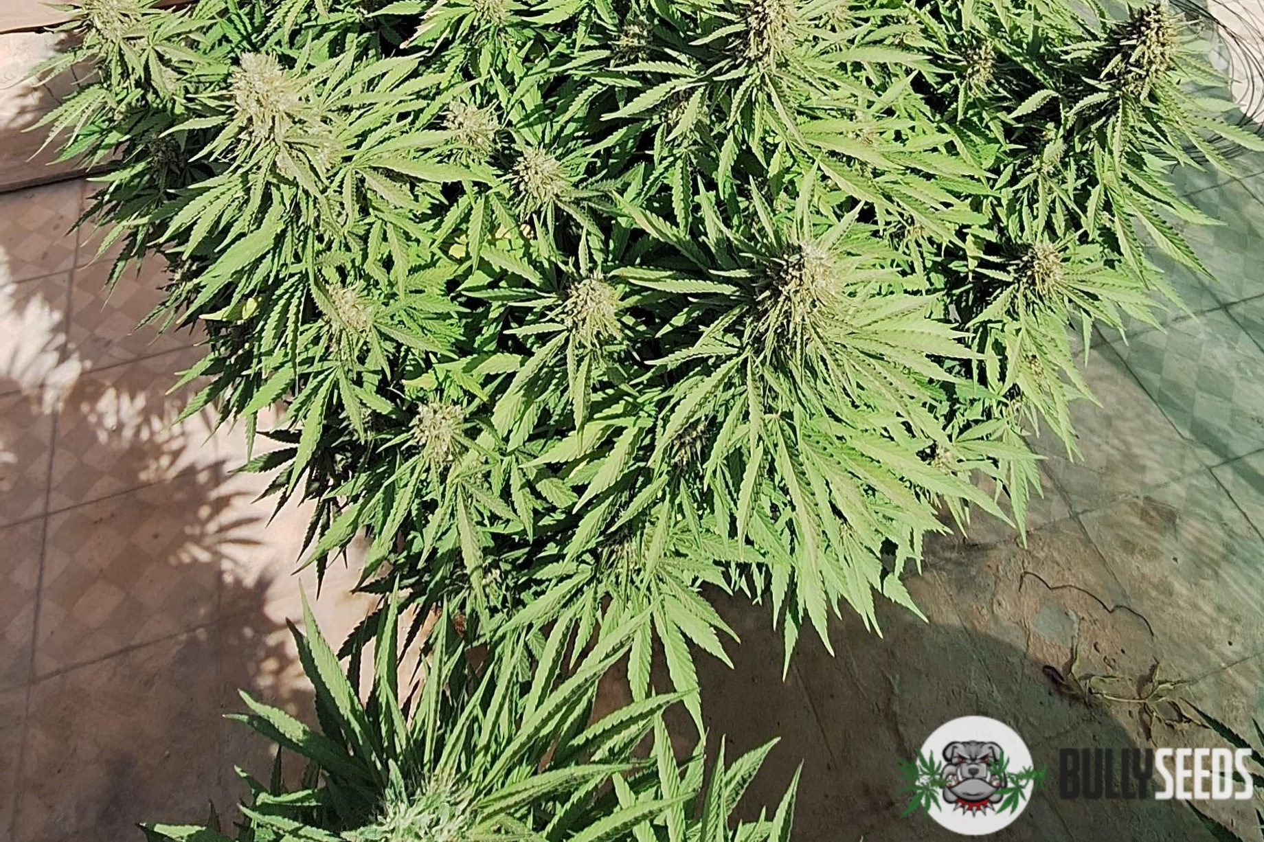 G13 Haze Feminised cannabis seeds G13 Haze Feminised