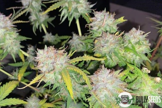 Gagarin Feminised cannabis seeds Gagarin Feminised