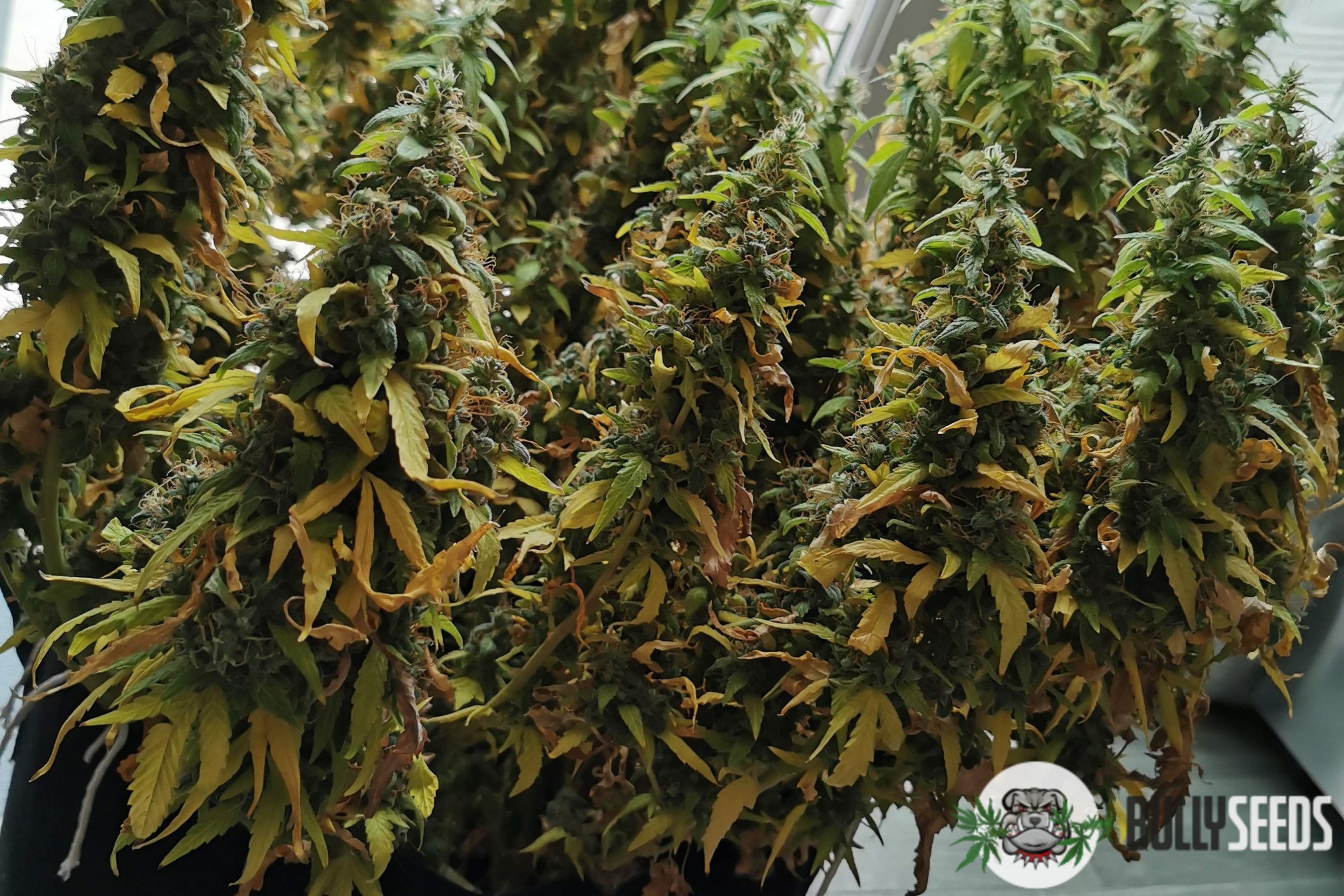 Godfather Og Feminized cannabis seeds Godfather Og Feminized