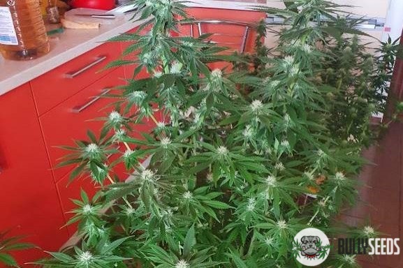 Gorilla Glue Feminised cannabis seeds Gorilla Glue Feminised