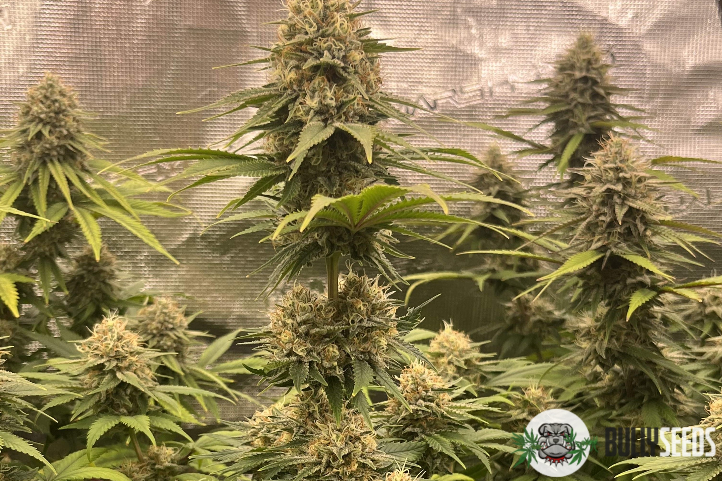 Grease Monkey Feminised cannabis seeds Grease Monkey Feminised