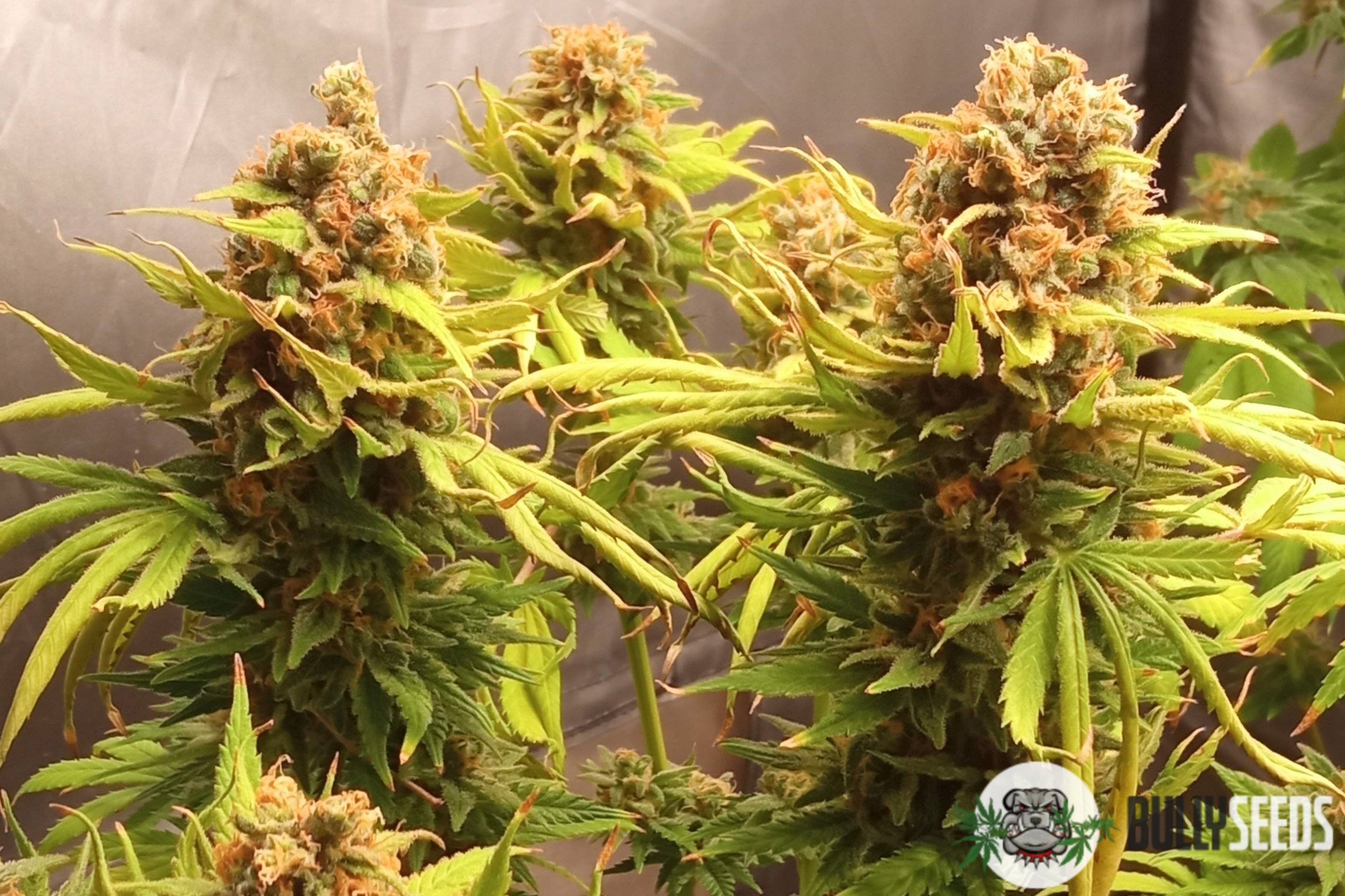 Opium Feminised cannabis seeds Opium Feminised