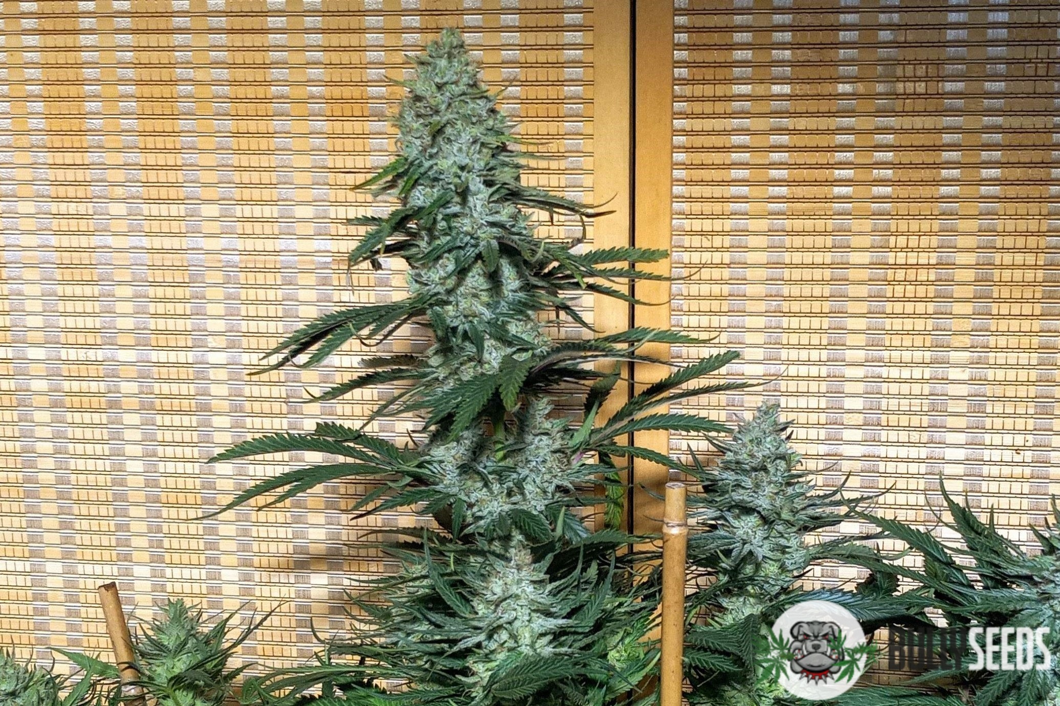Orange Sherbet Feminised cannabis seeds Orange Sherbet Feminised