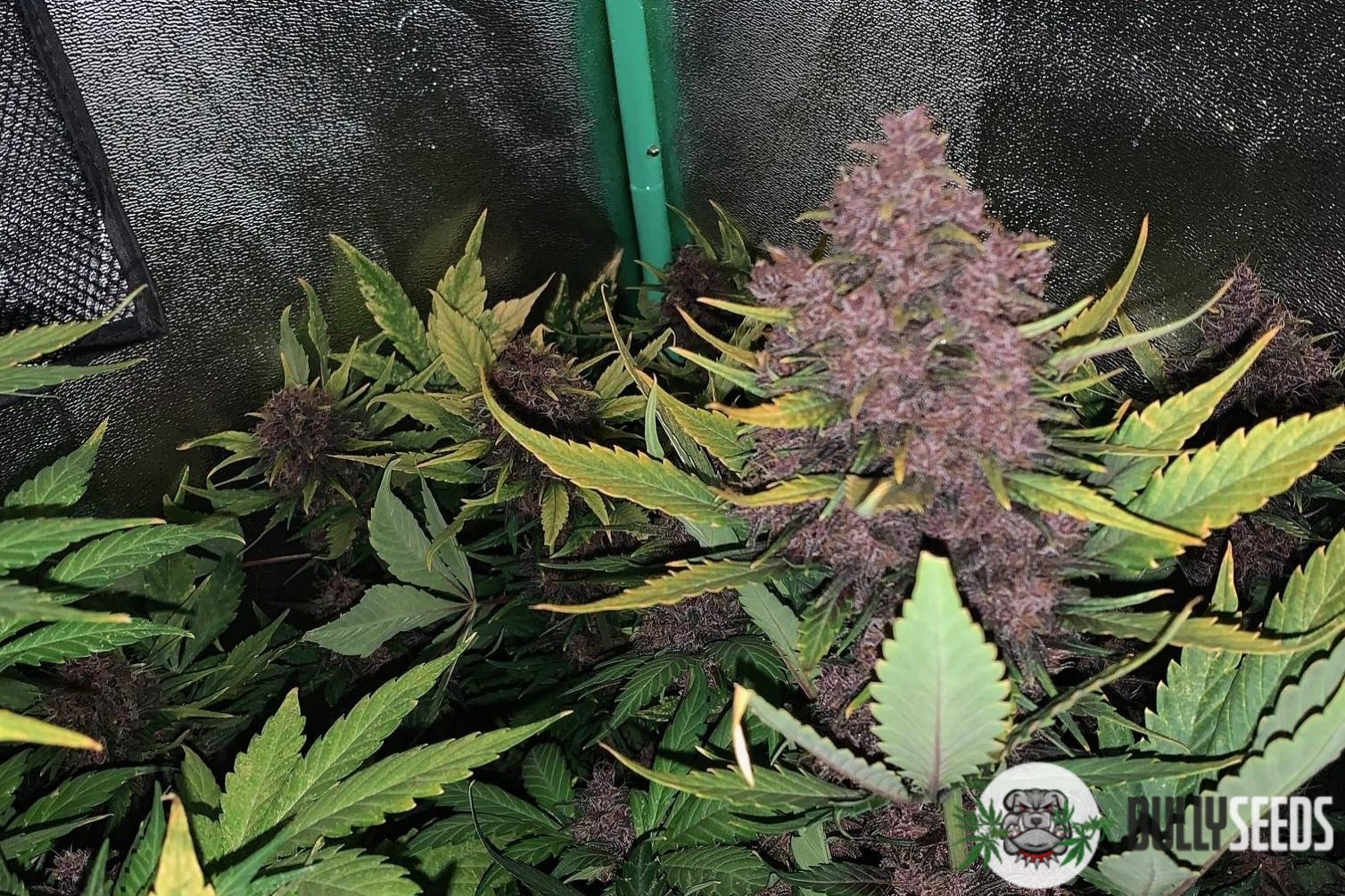 Purple Lemonade Feminised cannabis seeds Purple Lemonade Feminised