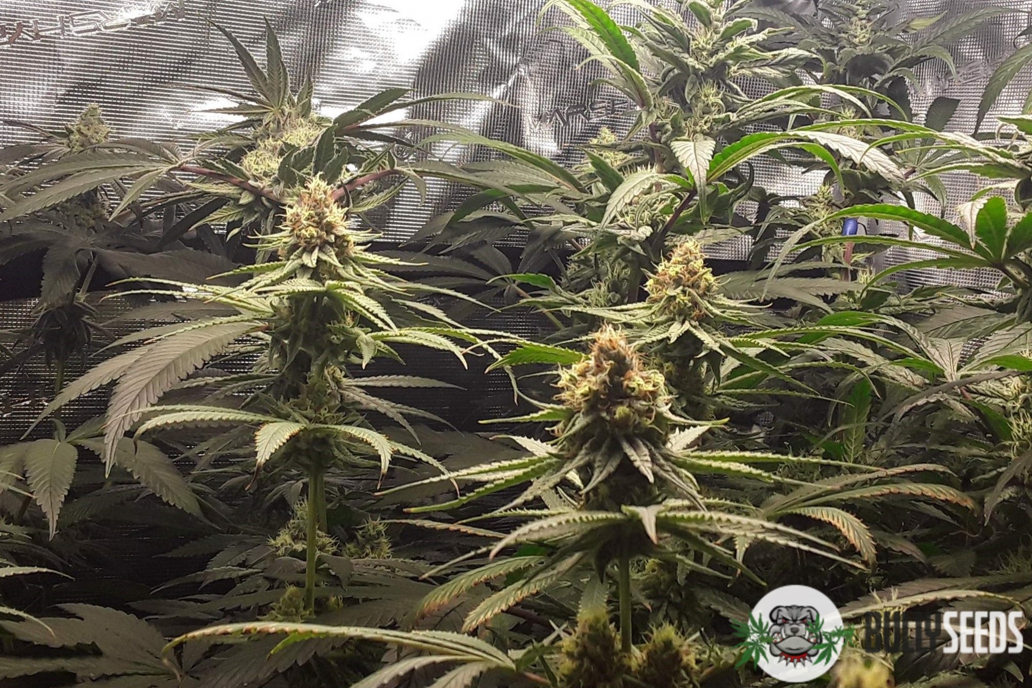 Royal Queen Feminised cannabis seeds Royal Queen Feminised