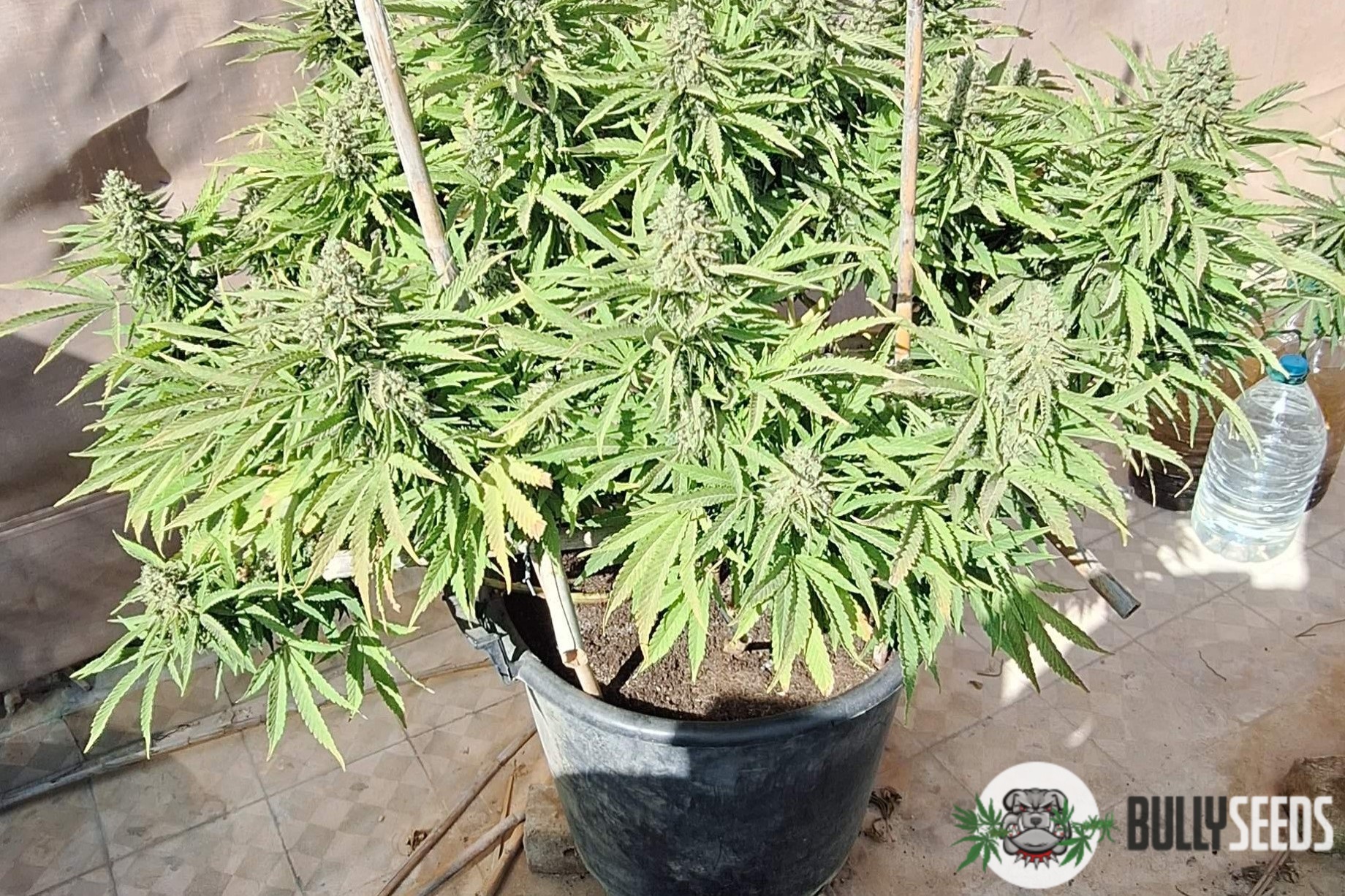 Runtz Muffin Feminised cannabis seeds Runtz Muffin Feminised