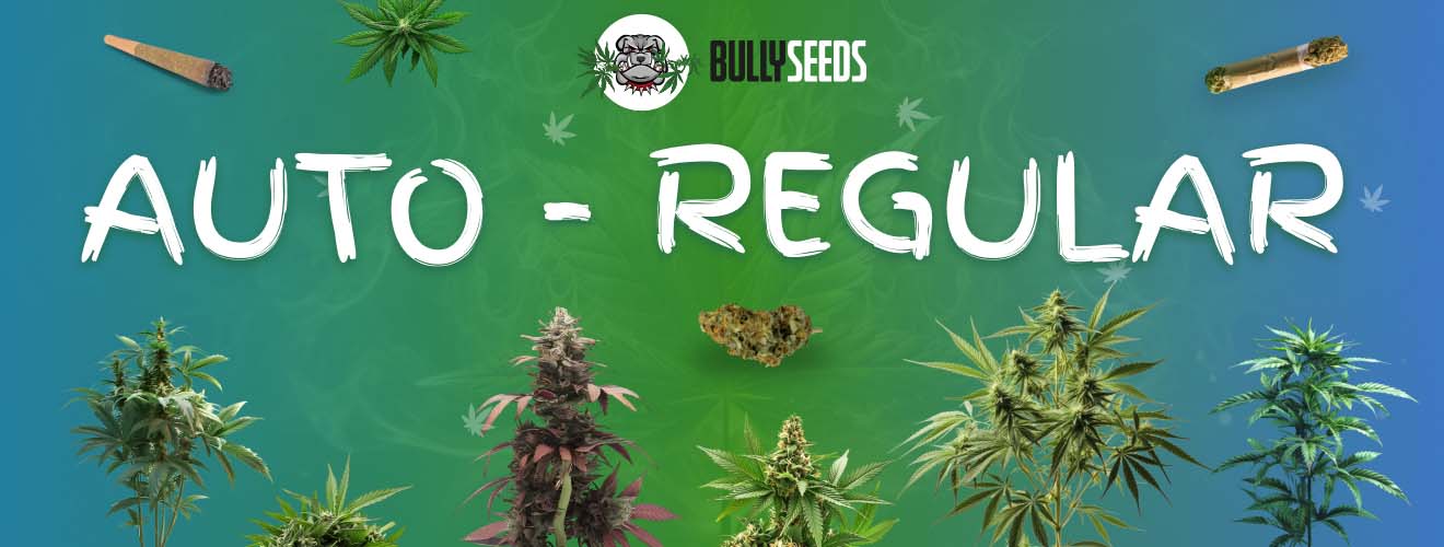 Auto regular seeds