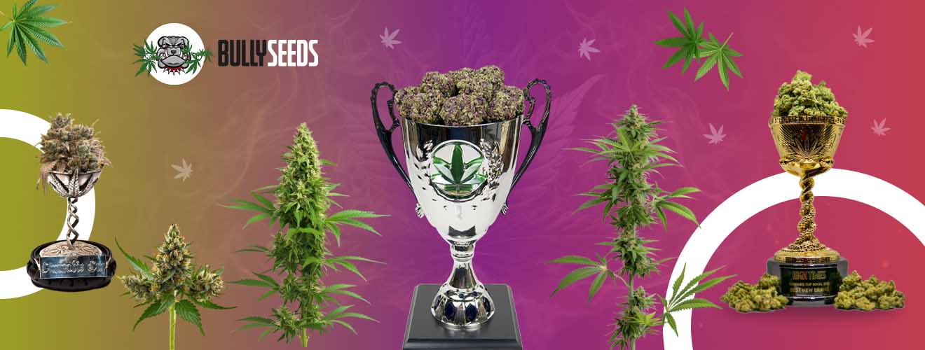 Elite Cannabis Seeds